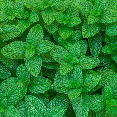 Peppermint Oil