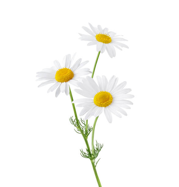 Chamomile